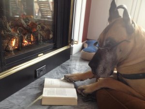 Reading dog