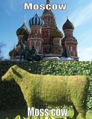 Moscow - Moss Cow