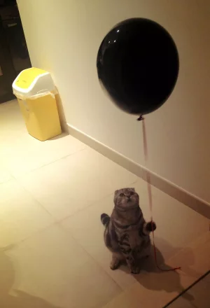 Cat with Ballon