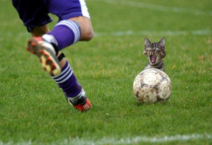 funny cat quotes. Cat and Soccer Match